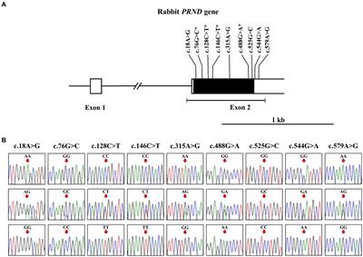 The first report of single nucleotide polymorphisms in the open reading frame of the prion-like protein gene in rabbits